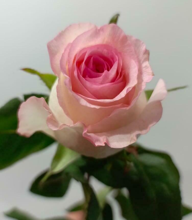 Роза светло-розовая 60см. Роза светло-розовая 60см.