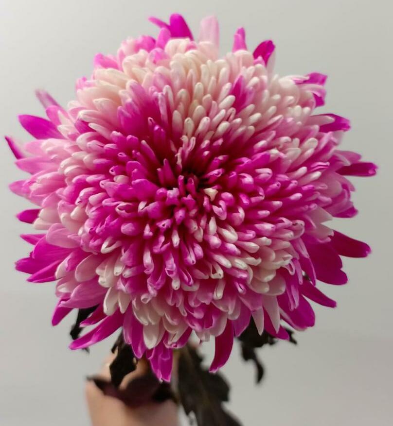 Хризантема одноголовая Хризантема одноголовая