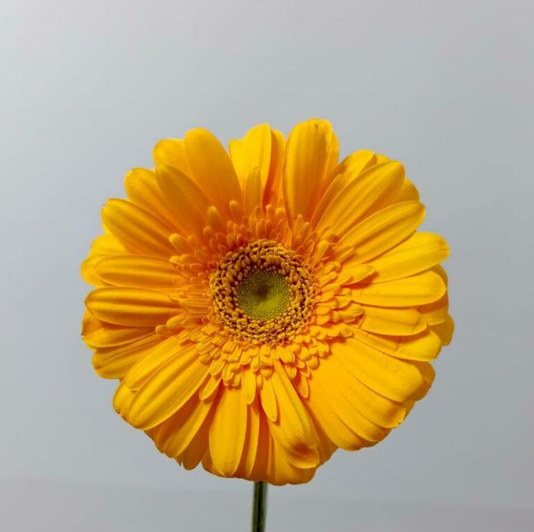 Гербера мини Гербера мини