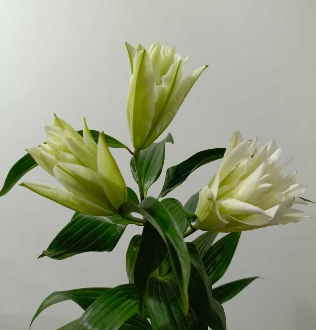 Лилия звёздная Лилия звёздная