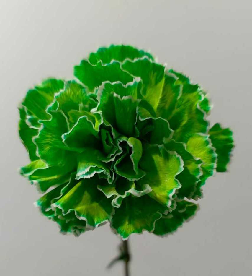 Гвоздика Гвоздика