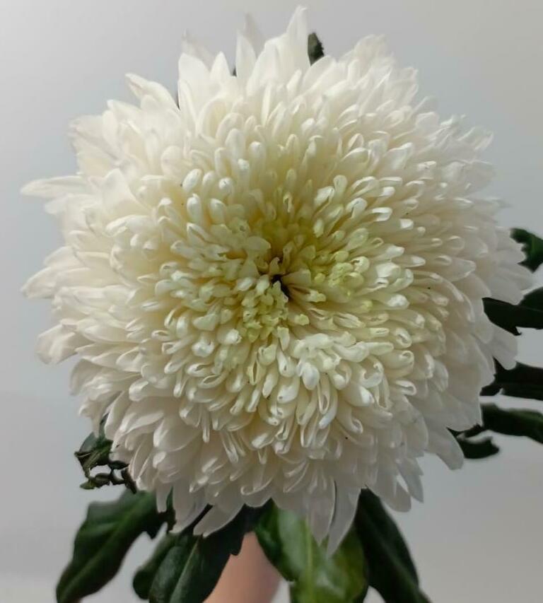 Хризантема одноголовая Хризантема одноголовая