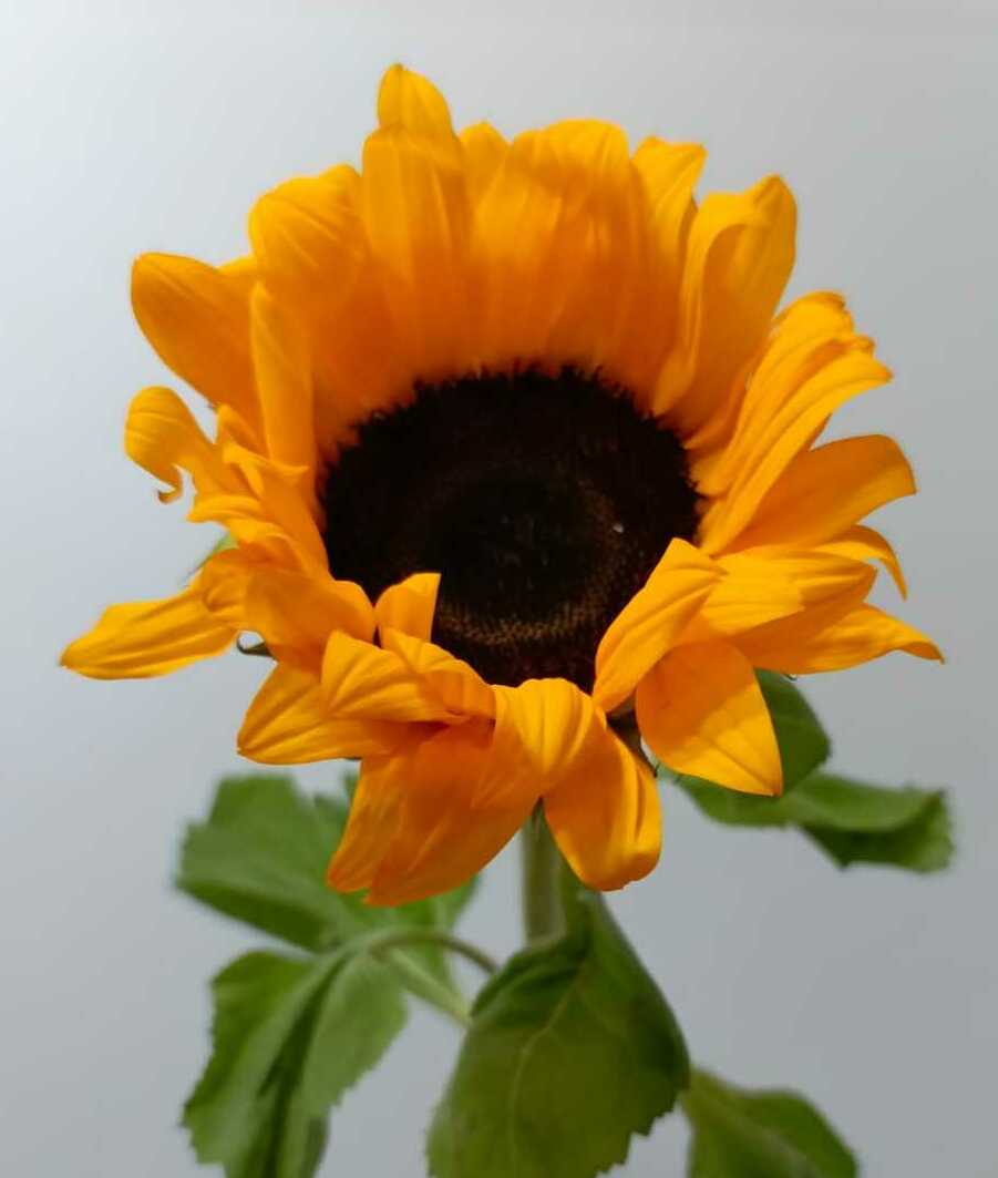 Подсолнух декоративный Подсолнух декоративный