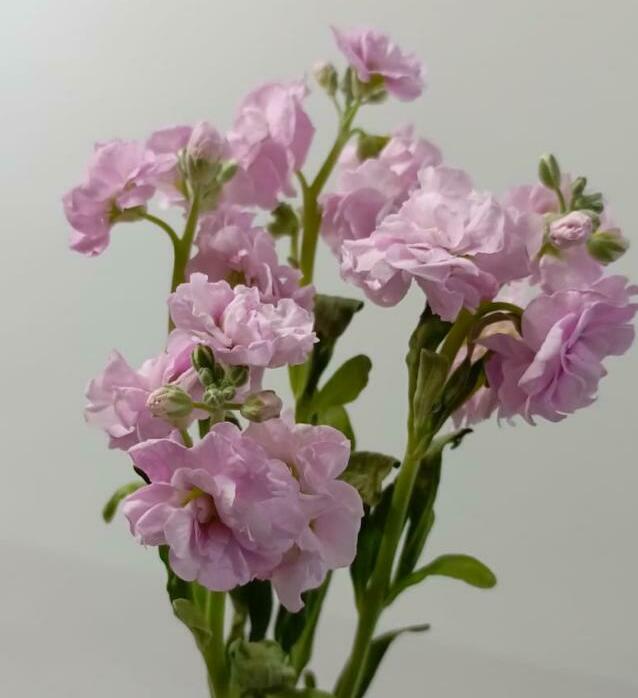 Маттиола Маттиола