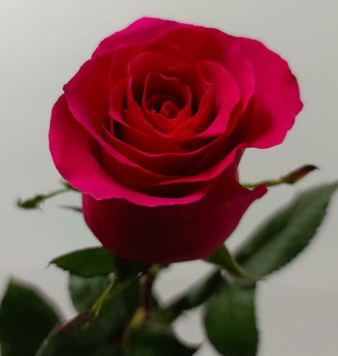 Роза ярко-розовая 70см. Роза ярко-розовая 70см.