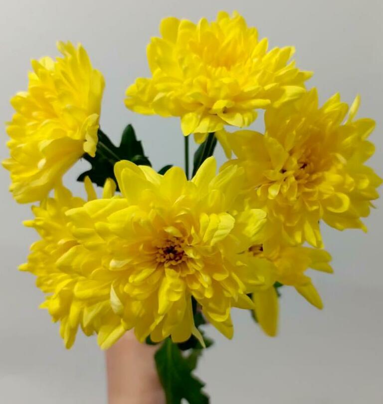 Хризантема кустовая Хризантема кустовая