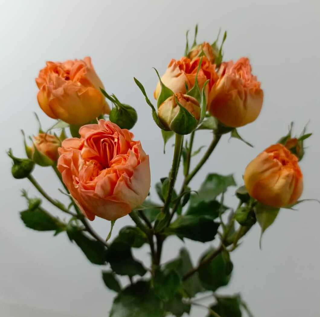 Роза кустовая Роза кустовая