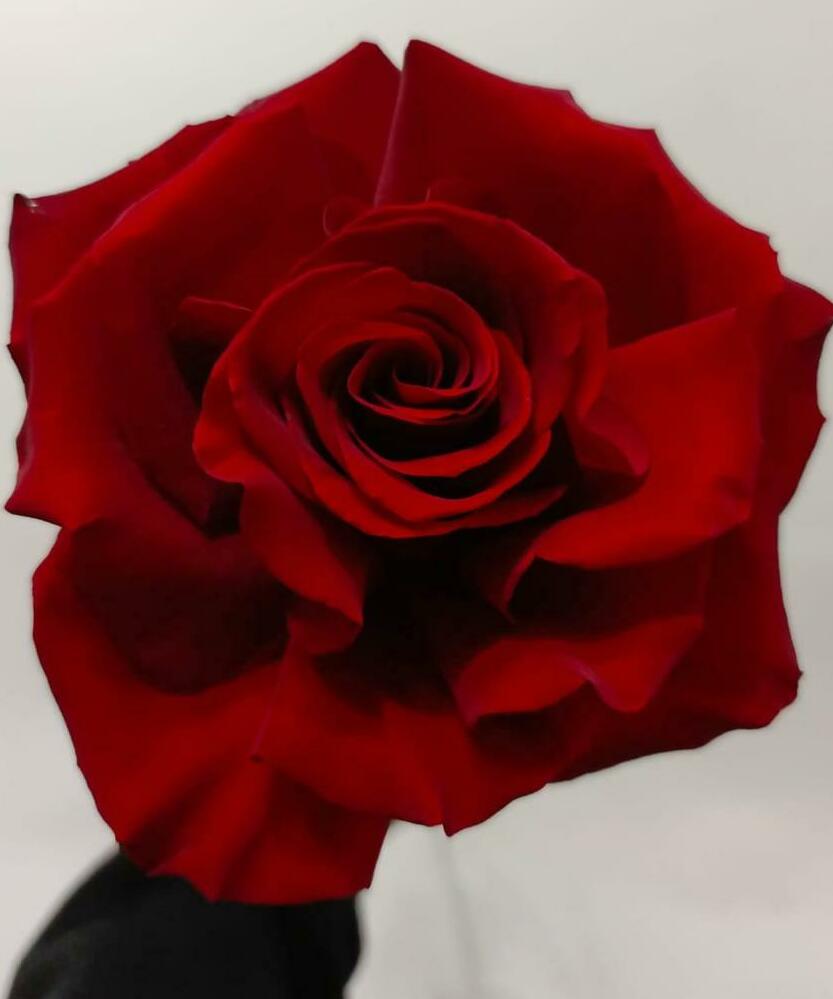 Роза красная французкая 50см. Роза красная французкая 50см.