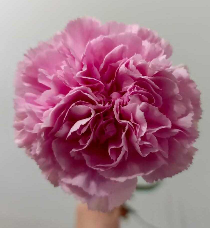 Гвоздика Гвоздика