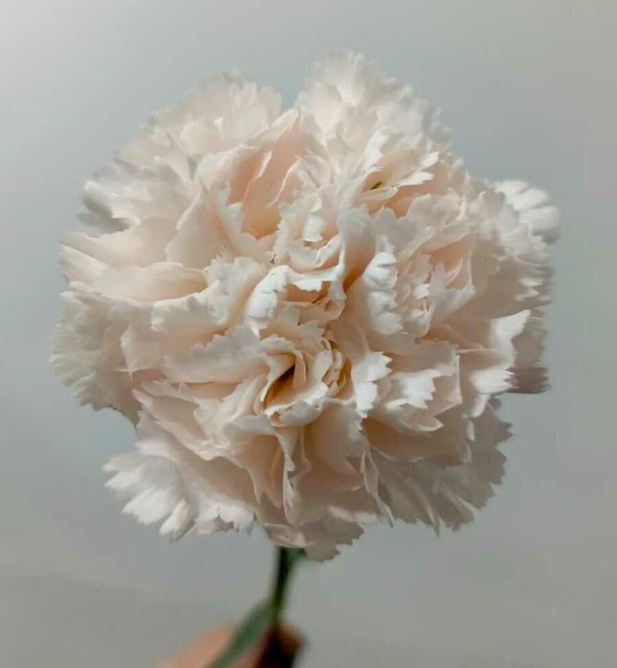 Гвоздика Гвоздика