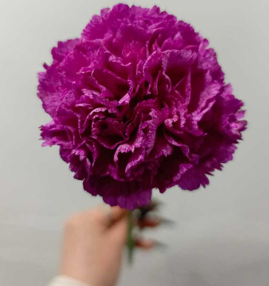 Гвоздика Гвоздика