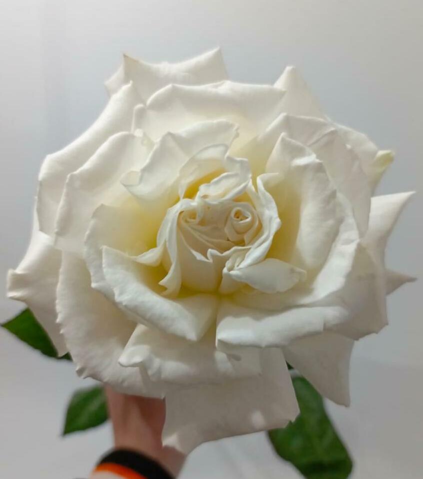 Роза белая по французки 50см. Роза белая по французки 50см.
