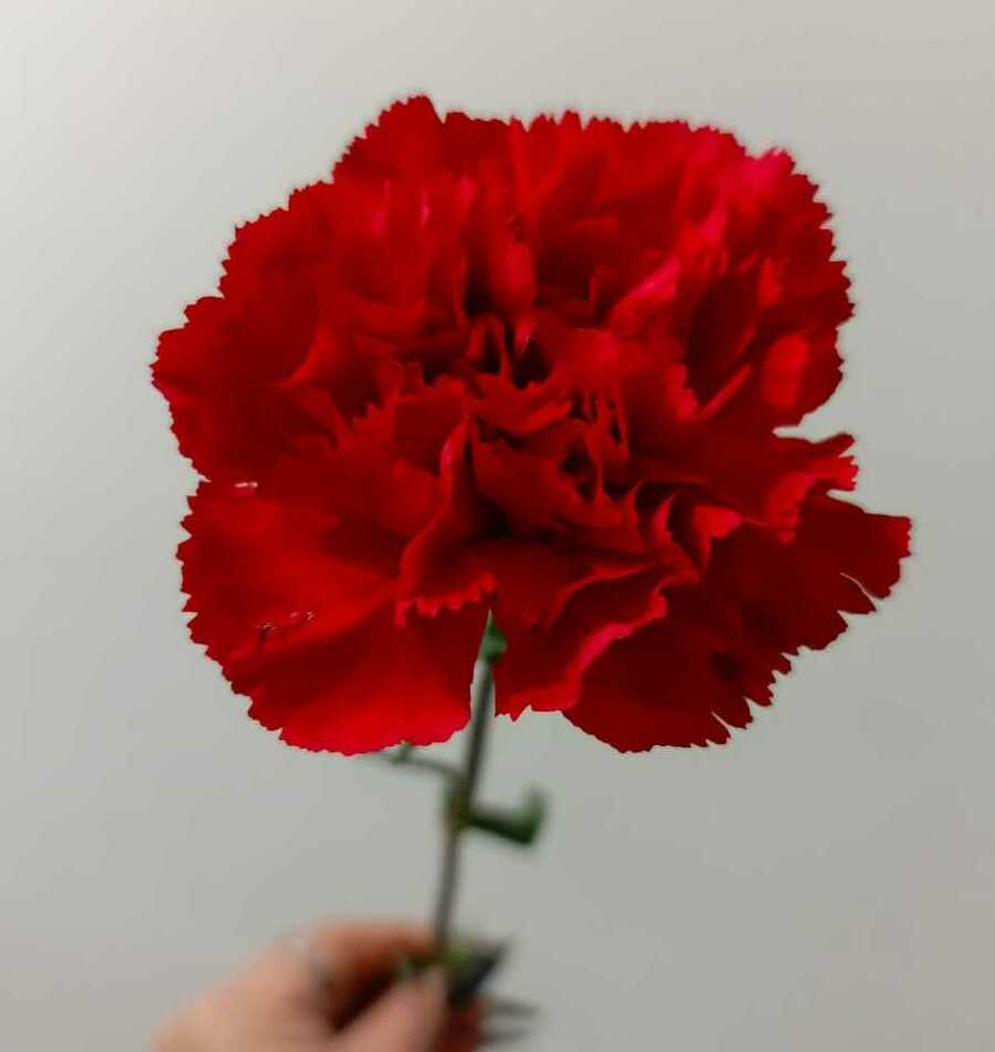 Гвоздика Гвоздика