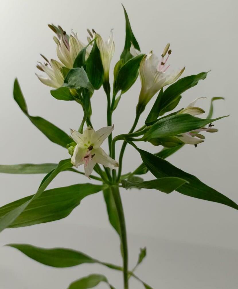 Альстромерия Альстромерия