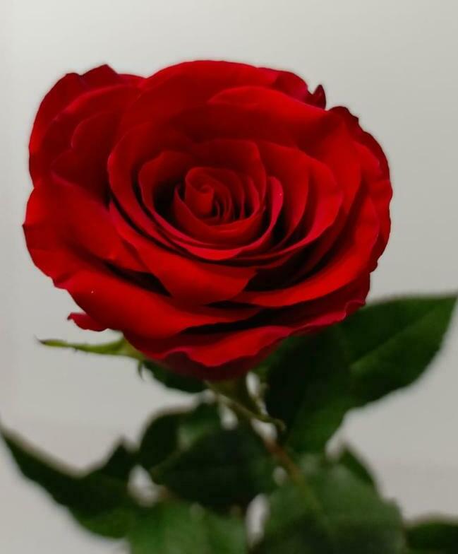 Роза красная 70см. Роза красная 70см.