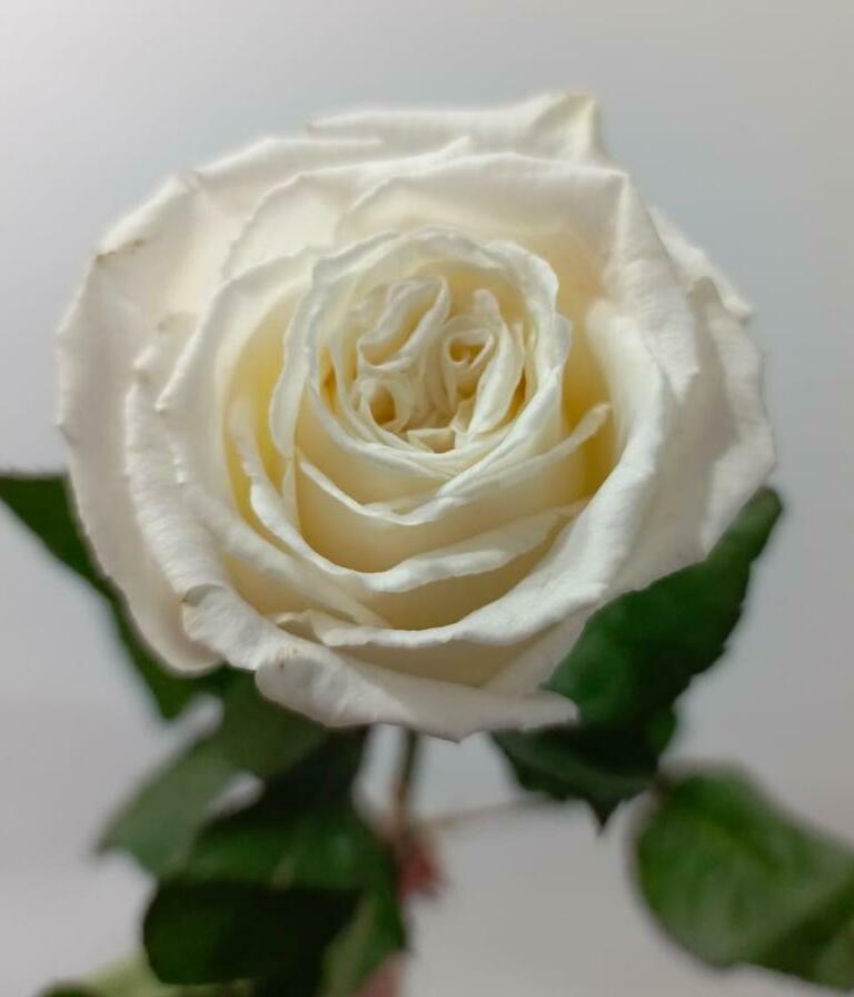 Роза белая 60см. Роза белая 60см.