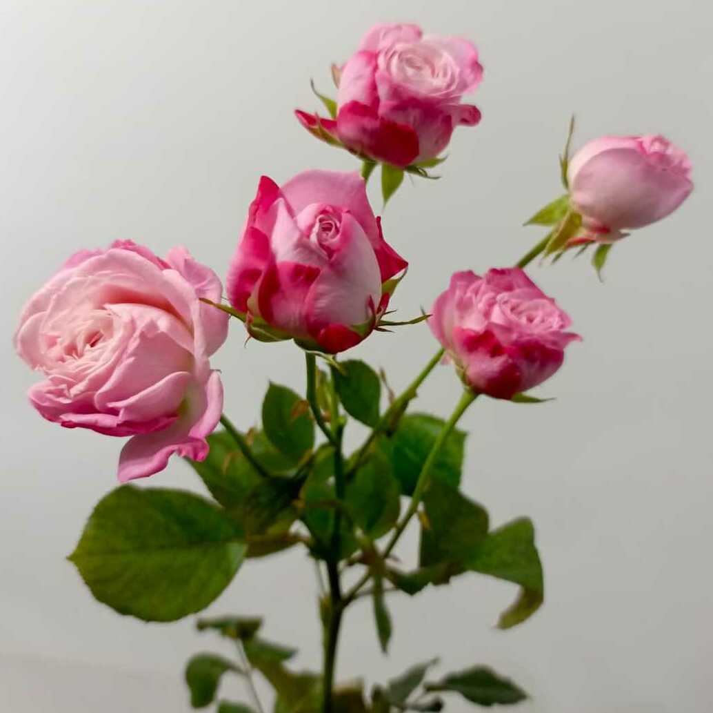 Роза кустовая Роза кустовая