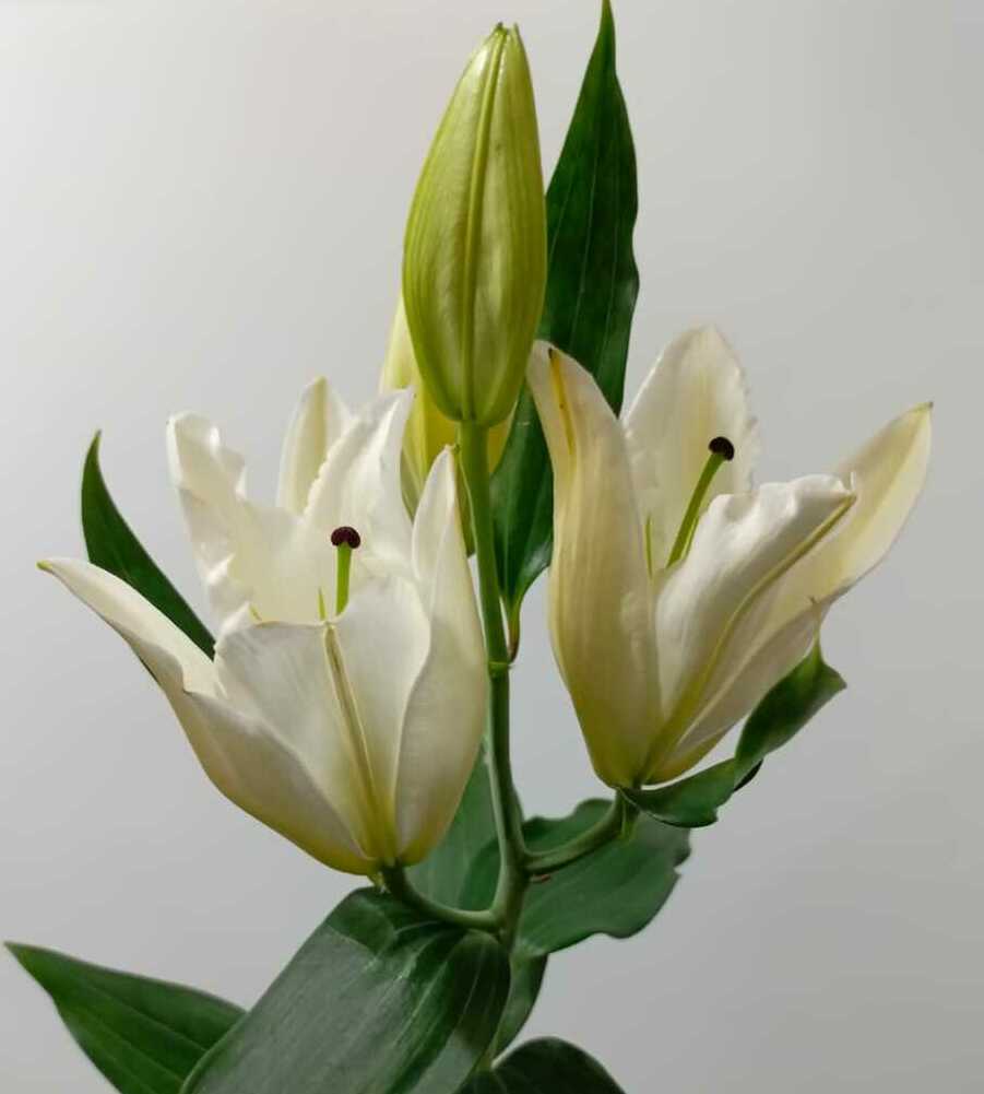 Лилия Лилия