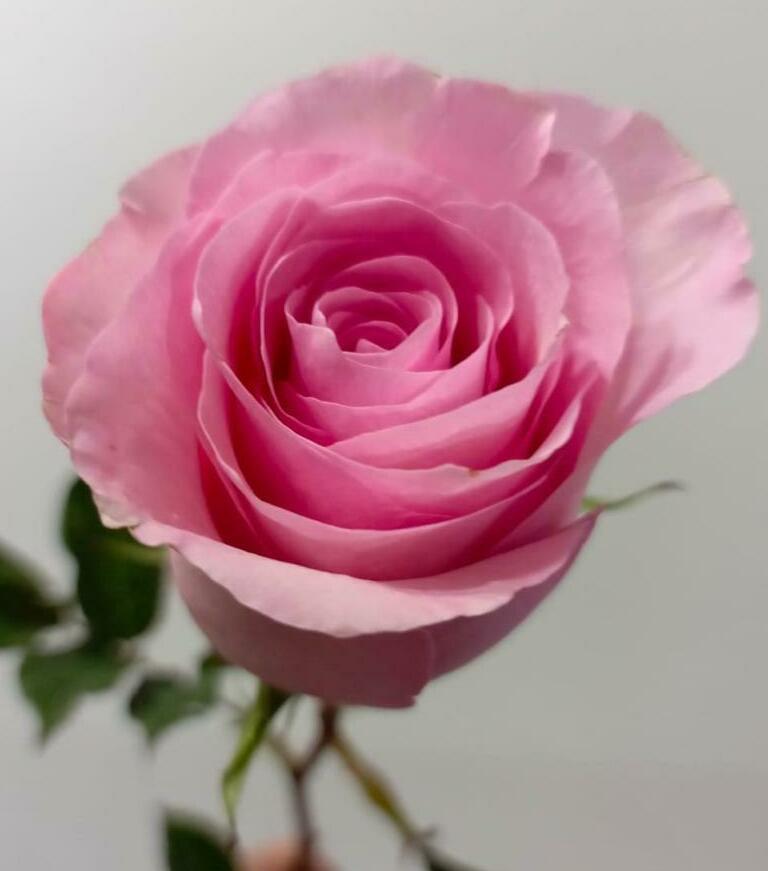 Роза розовая 60см. Роза розовая 60см.