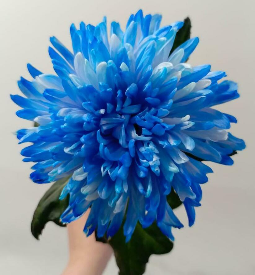 Хризантема одноголовая Хризантема одноголовая