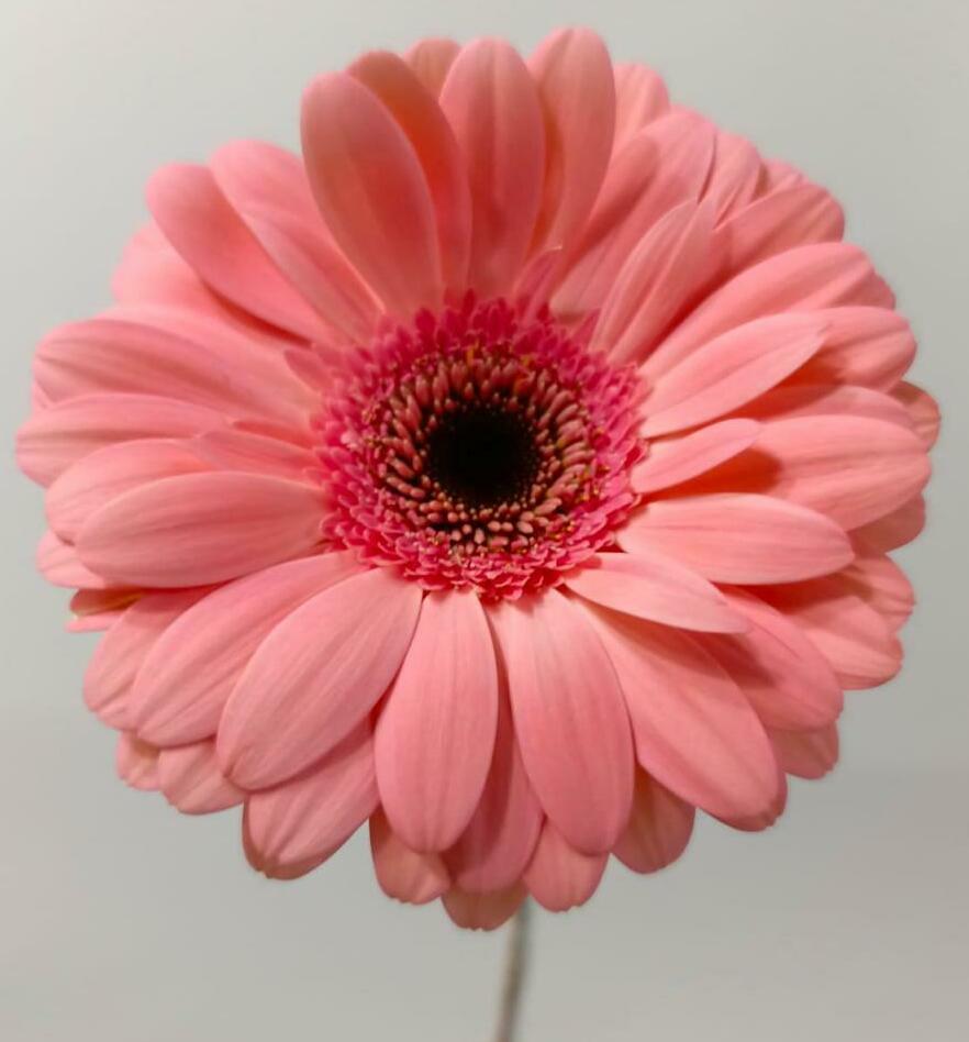 Гербера Гербера