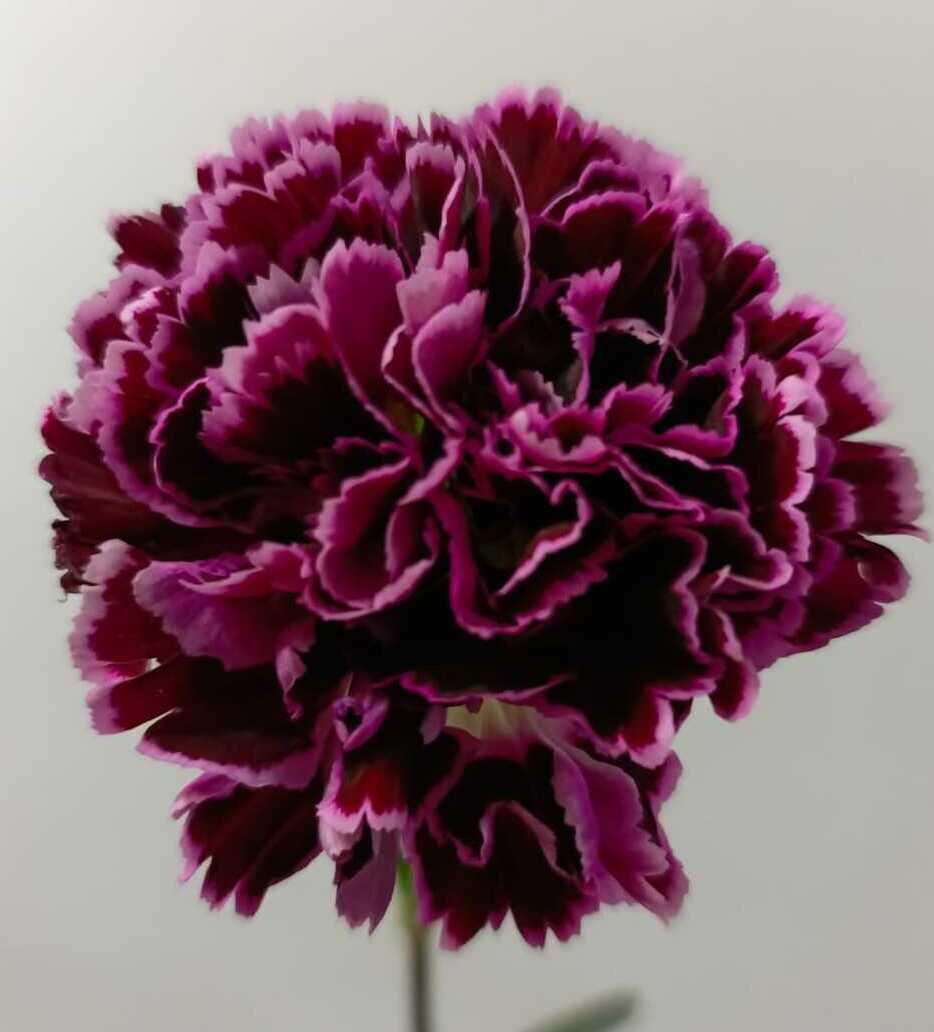 Гвоздика Гвоздика