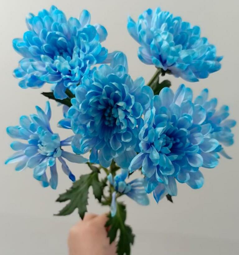 Хризантема кустовая Хризантема кустовая