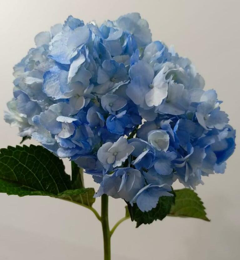 Гортензия Гортензия