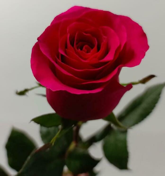 Роза ярко-розовая 50см. Роза ярко-розовая 50см.