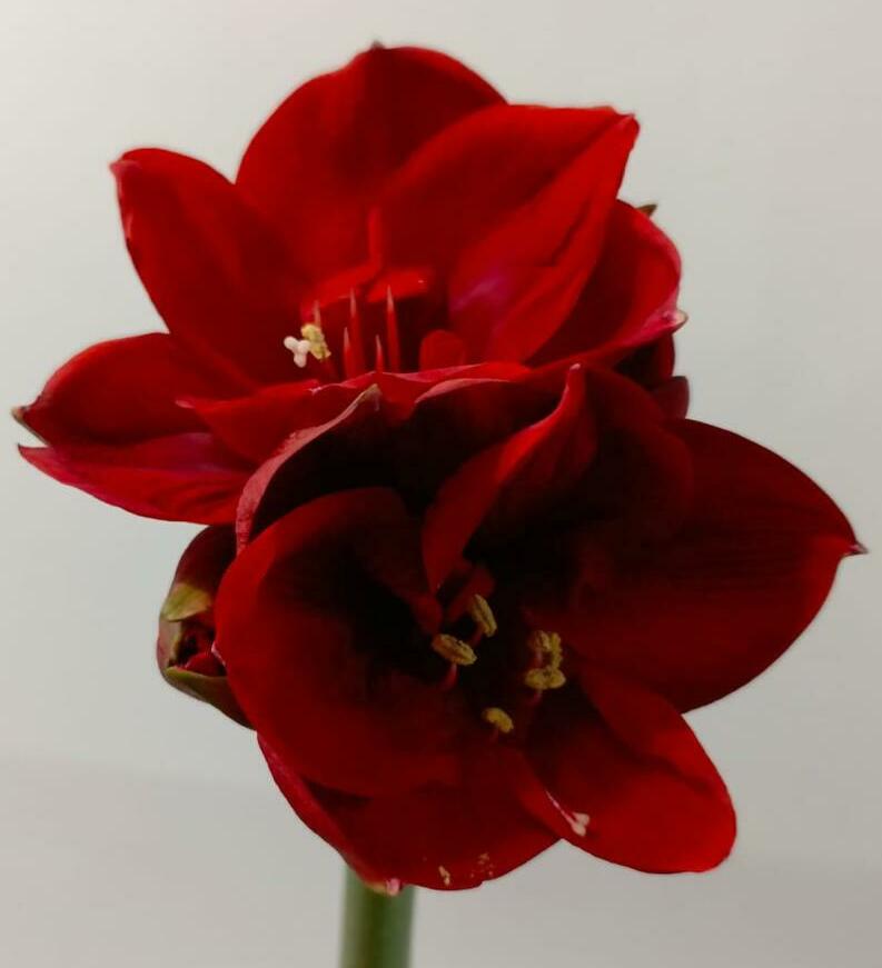 Амароллис Амароллис