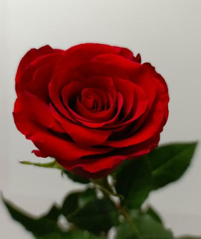 Роза красная 60см. Роза красная 60см.