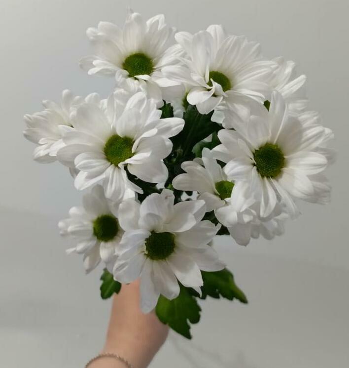 Хризантема кустовая Хризантема кустовая