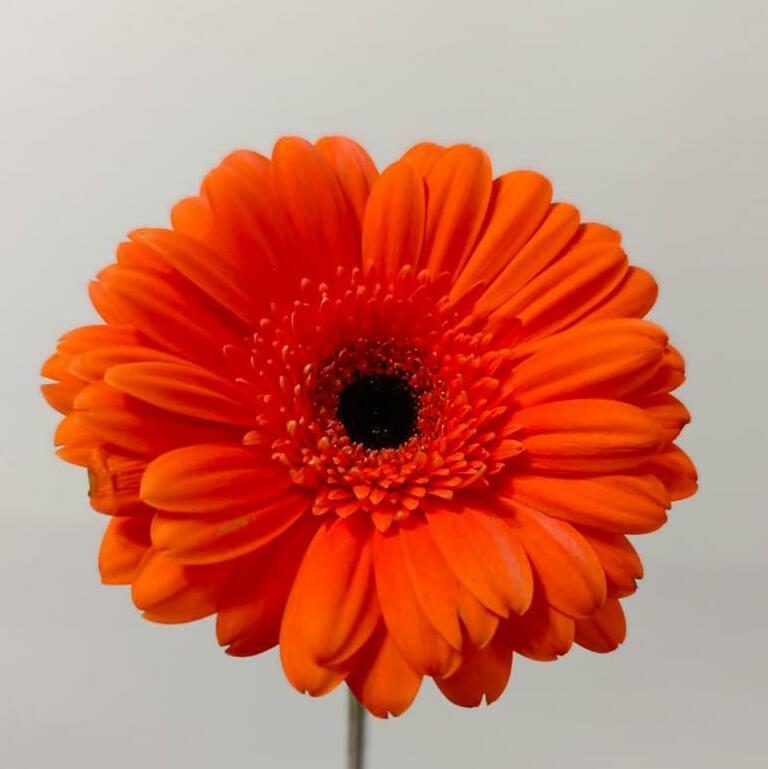 Гербера мини Гербера мини