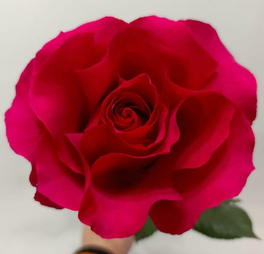 Роза розовая по французки 50см. Роза розовая по французки 50см.