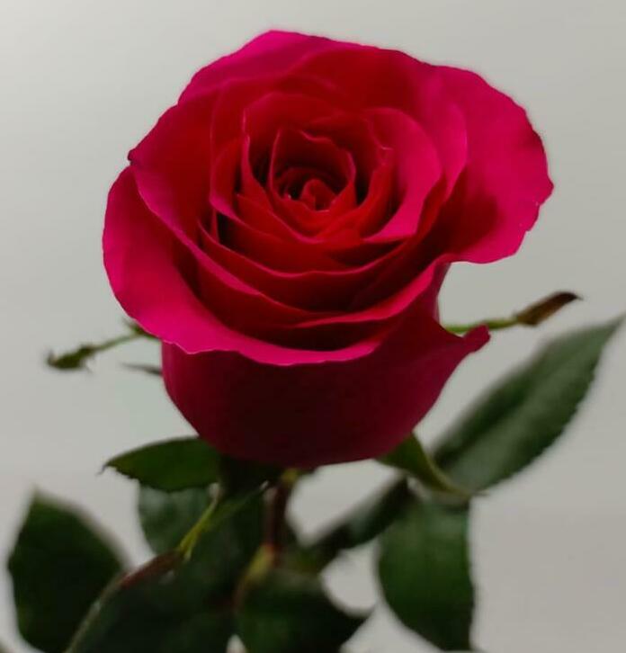 Роза ярко-розовая 60см. Роза ярко-розовая 60см.