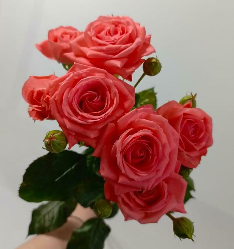 Роза кустовая Роза кустовая