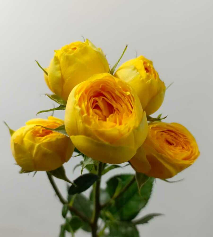 Роза кустовая Роза кустовая