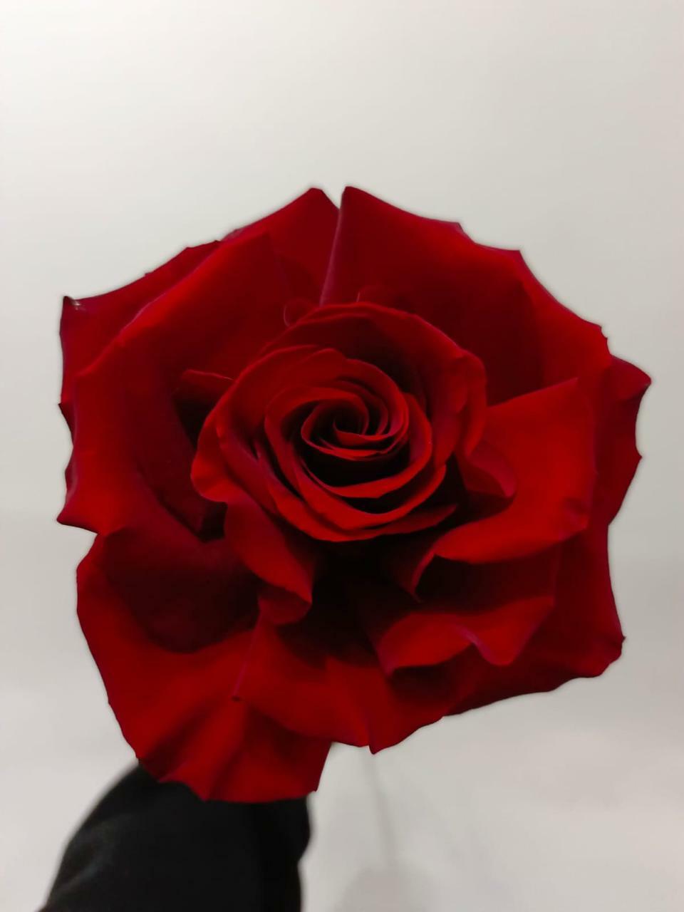 <span style="font-style: italic;">Цветы поштучно </span>