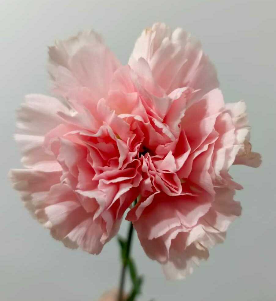 Гвоздика Гвоздика