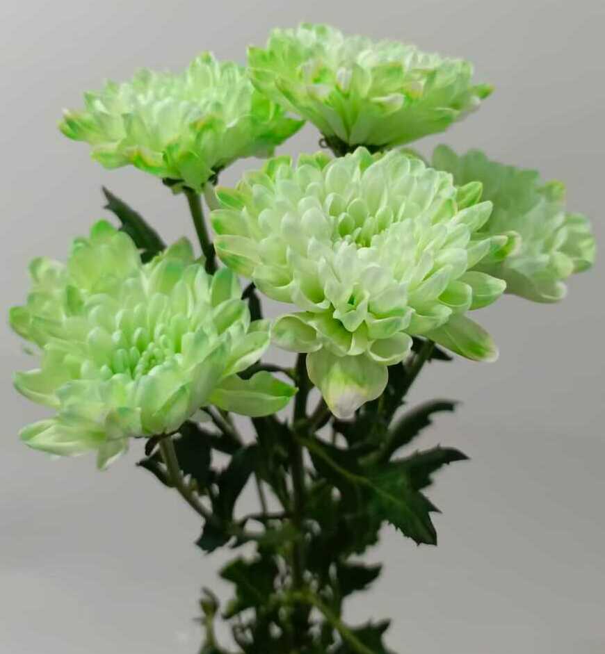 Хризантема кустовая Хризантема кустовая