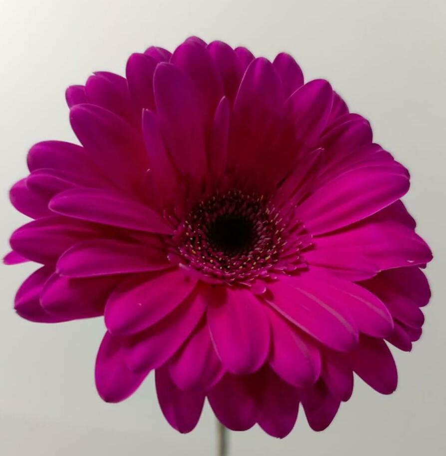 Гербера Гербера