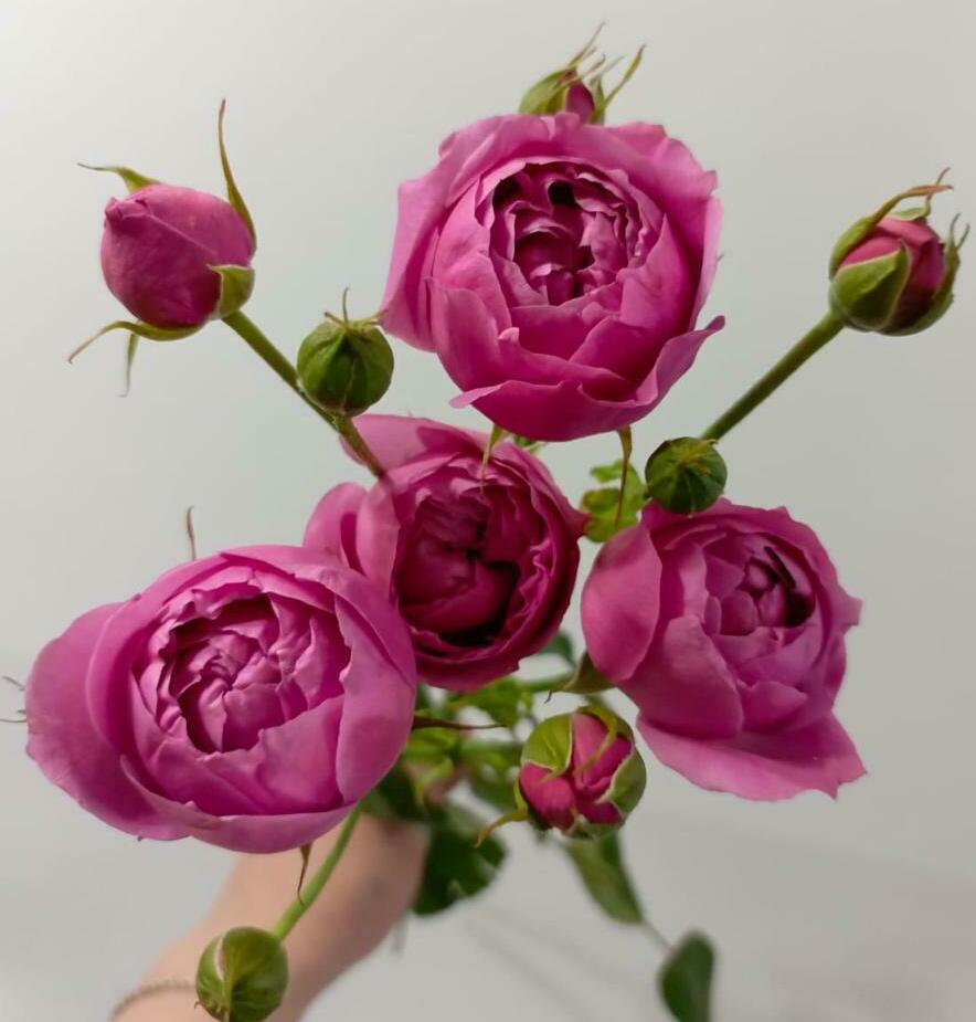 Роза кустовая Роза кустовая