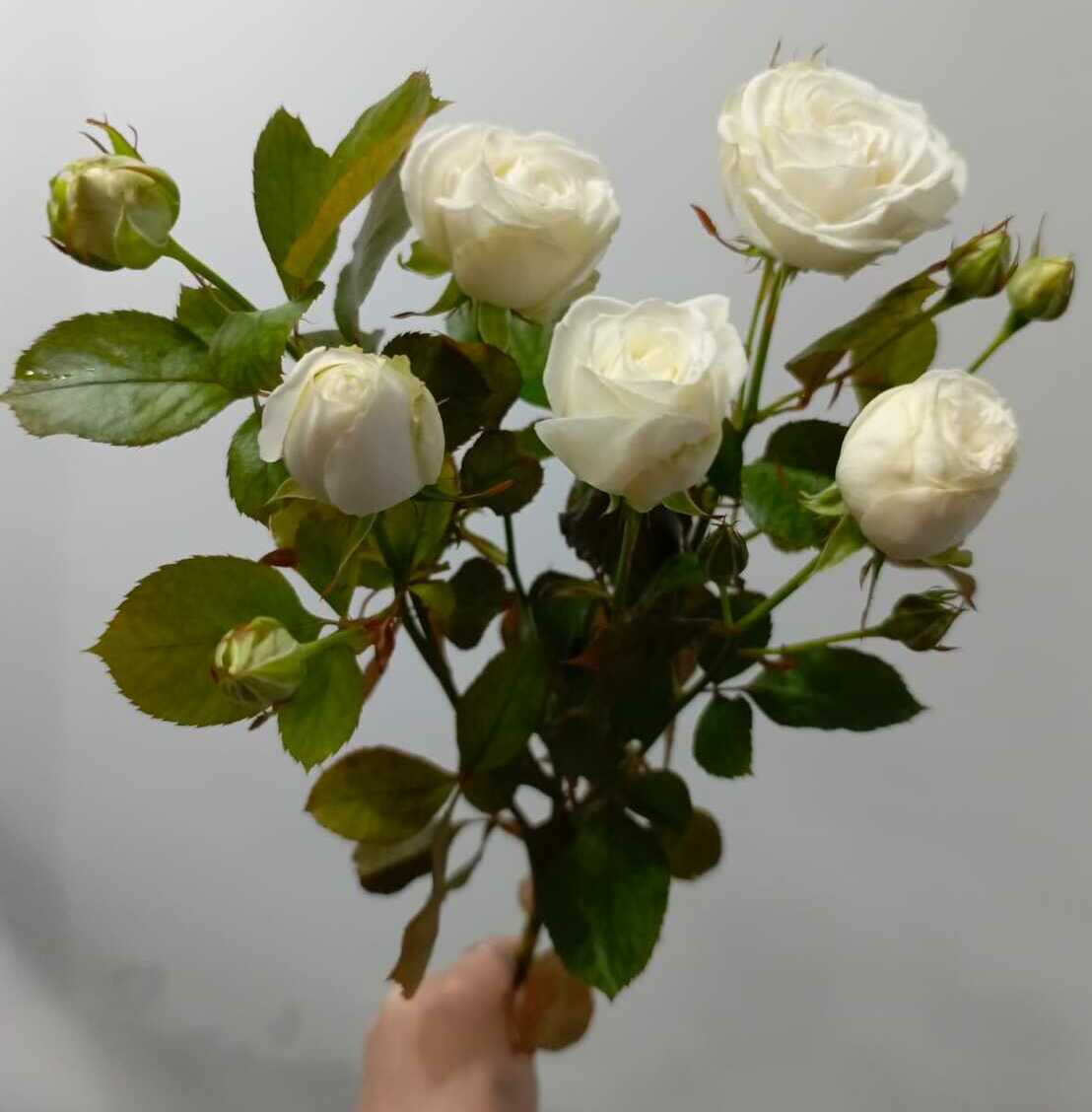 Роза кустовая Роза кустовая