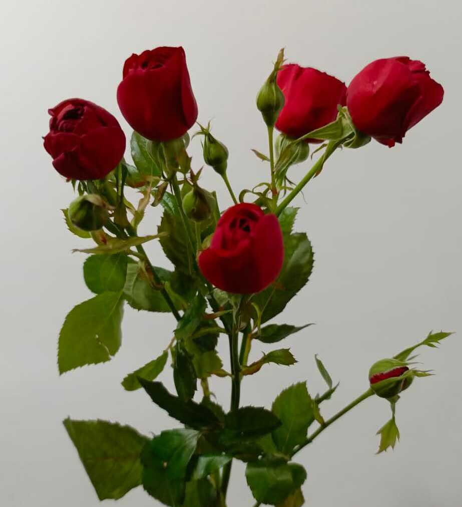 Роза кустовая Роза кустовая