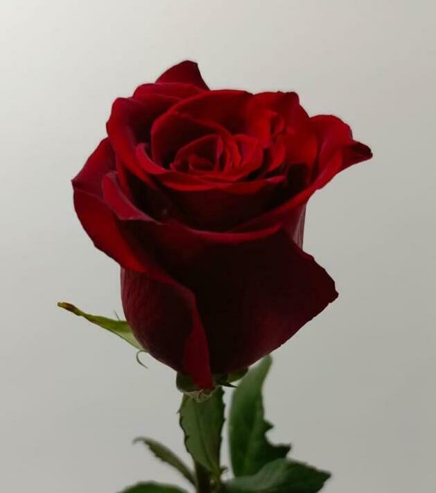 Роза"фридом" 50см. Роза"фридом" 50см.