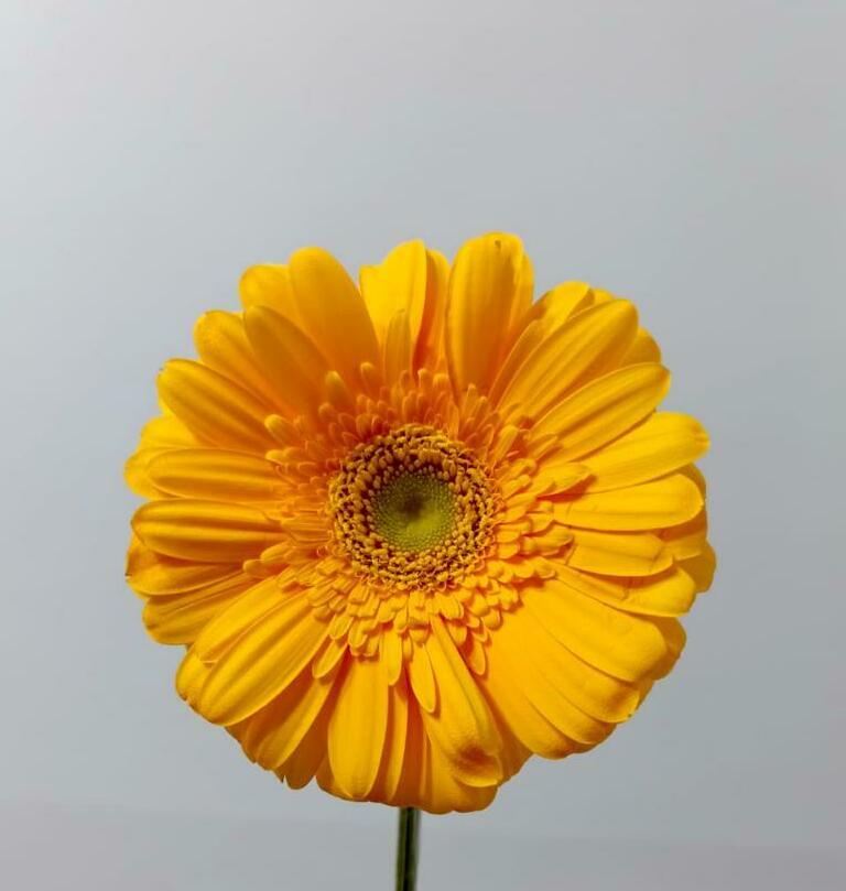 Гербера Гербера