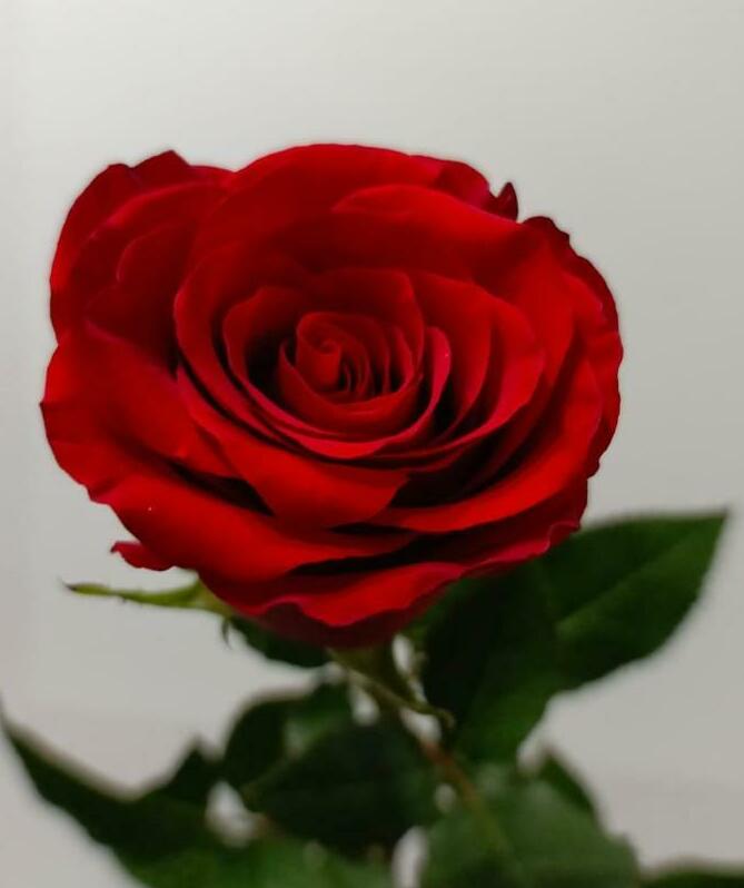 Роза красная 40см. Роза красная 40см.
