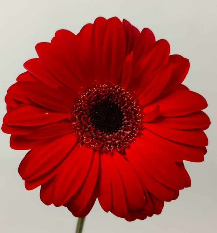 Гербера Гербера