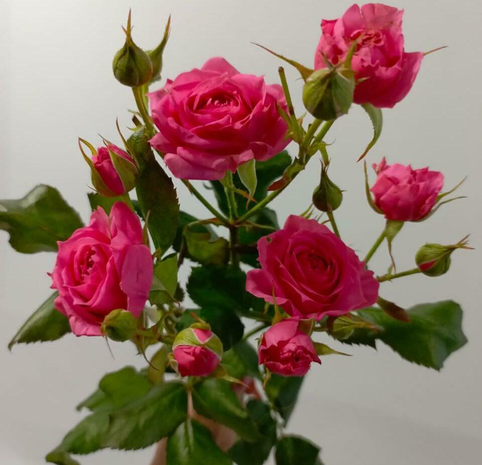 Роза кустовая Роза кустовая